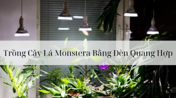 Trồng Cây Lá Monstera Bằng Đèn Quang Hợp